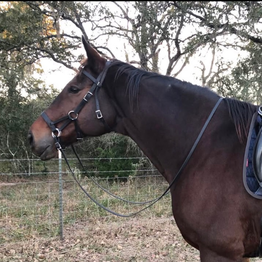 Convertible Bridle- Sidepull / Bit